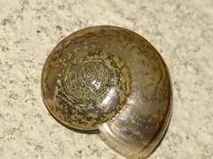 Kerkophorus vittarubra