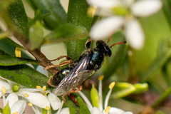 Sericophorus