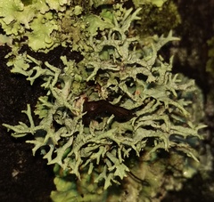 Hypotrachyna fragilis