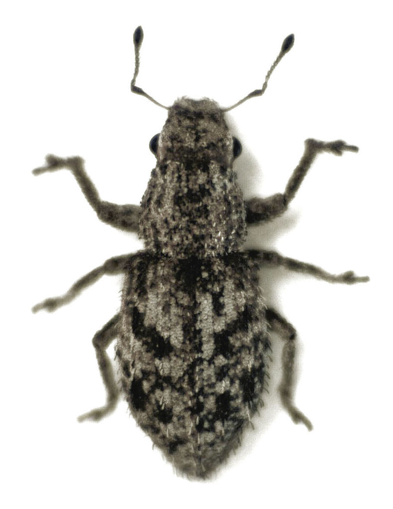 Flores Weevil