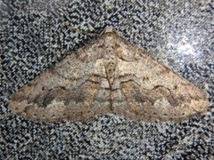 Agriopis bajaria