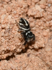 Pellenes bitaeniata