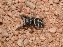 Pellenes bitaeniata