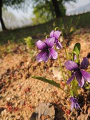 Viola philippica