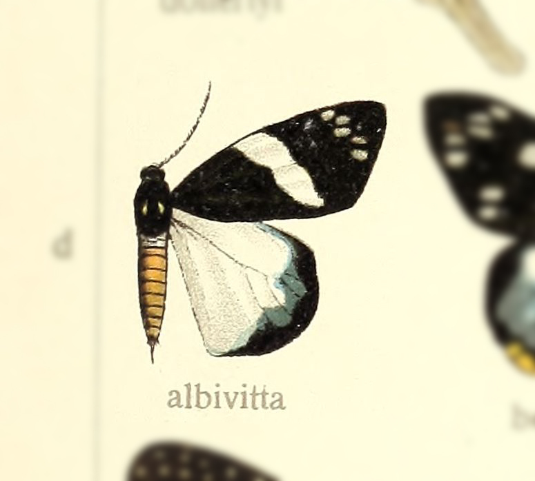 Psaphis albivitta