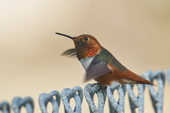 Selasphorus sasin sedentarius