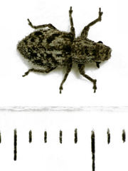 Floresianus sordidus