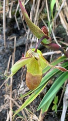 Phragmipedium