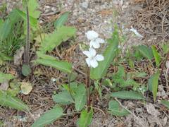 Viola lactiflora
