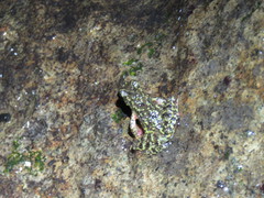 Leptophryne javanica