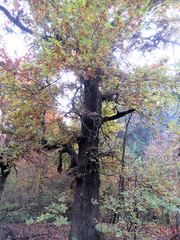 Quercus