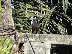 Acridotheres tristis