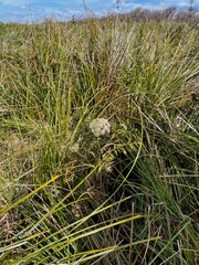 Cicuta maculata bolanderi