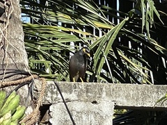 Acridotheres tristis
