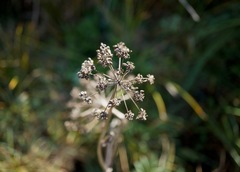 Cicuta maculata bolanderi