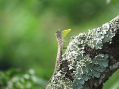 Common Flying Dragon photo 3