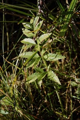 Cicuta maculata bolanderi