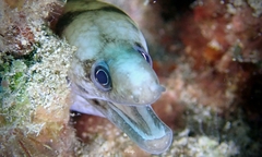 Gymnothorax gracilicauda
