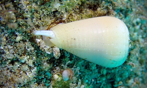 Imbricariopsis punctata observed 2021-11-06