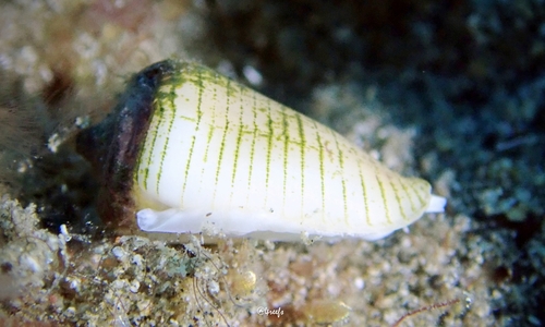 Imbricariopsis punctata observed 2021-11-06
