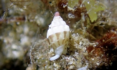 Vexillum interruptum