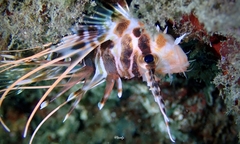 Pterois sphex