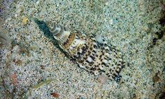 Rhinoclavis sinensis