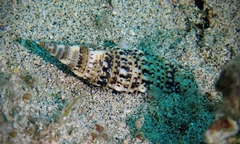 Rhinoclavis sinensis