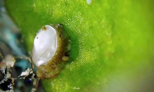 Umbraculum, 2021-11-06