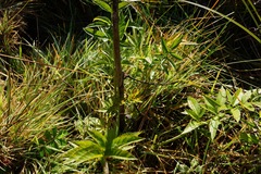 Cicuta maculata bolanderi