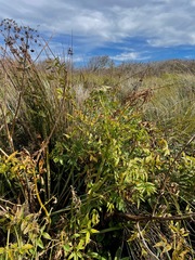 Cicuta maculata bolanderi