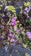 Symphoricarpos × chenaultii