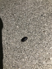 Armadillidium vulgare