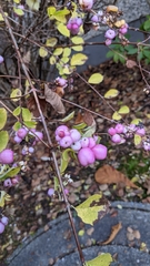 Symphoricarpos × chenaultii