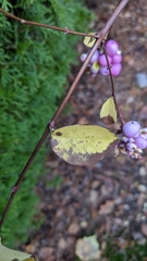 Symphoricarpos × chenaultii