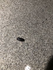 Armadillidium vulgare