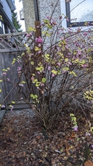 Symphoricarpos × chenaultii