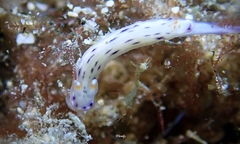 Hypselodoris bertschi