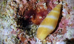 Carinomitra typha
