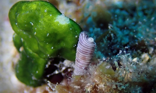 Viriola abbotti observed 2021-11-07