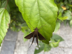 Ancistroides nigrita