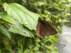 Ancistroides nigrita