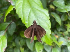 Ancistroides nigrita