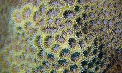 Leptastrea transversa