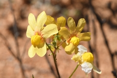 Nemesia versicolor