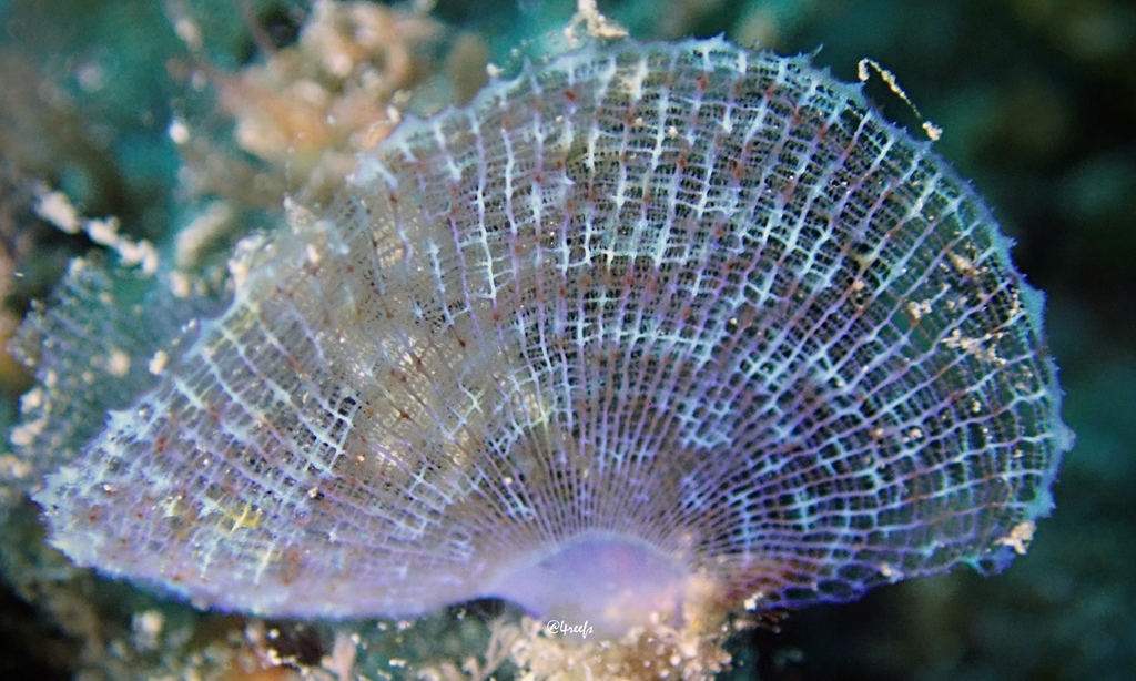 Martensia hawaiiensis