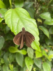 Ancistroides nigrita