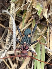 Compsomera elegantissima