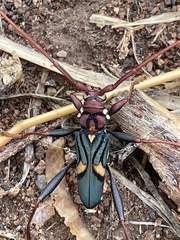 Compsomera elegantissima