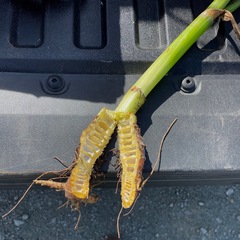 Cicuta maculata bolanderi